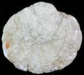 Keokuk Geode with Calcite Crystals - Missouri #62268-1